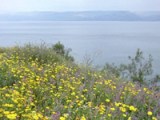 Flores de Galilea