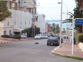 Gatos Israel vida israeli