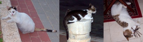 Israel aliah vida israeli